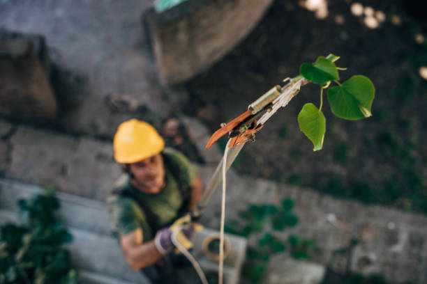 How Our Tree Care Process Works  in Beeville, TX